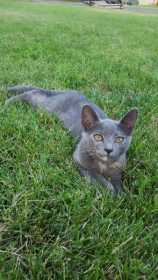 Lost Cat