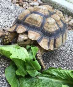 Lost Tortoise