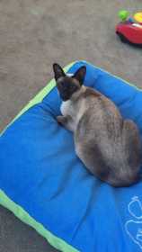 Lost Cat