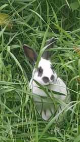 Lost Rabbit