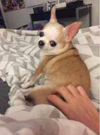 Lost Dog