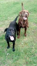 Lost Dog
