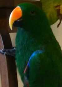 Lost Eclectus