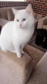 Lost Cat