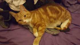 Lost Cat