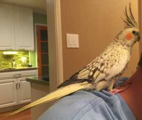 Lost Cockatiel