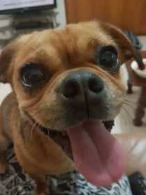 Lost Dog