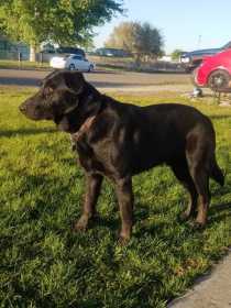 Lost Dog
