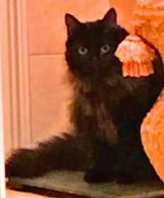Lost Cat