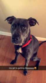 Lost Dog