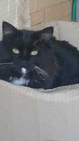 Lost Cat