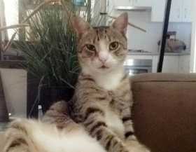 Lost Cat