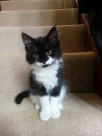 Lost Cat