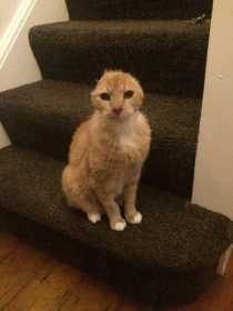 Lost Cat