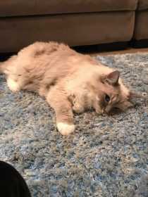 Lost Cat