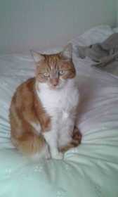 Lost Cat