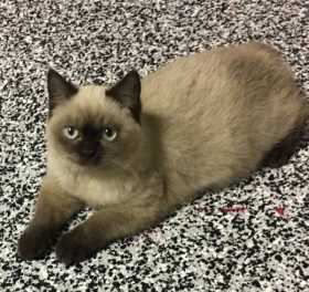 Lost Cat