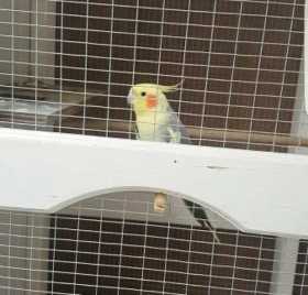 Lost Cockatiel