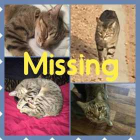 Lost Cat