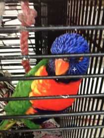 Lost Lory / Lorikeet