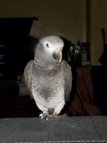 Lost African Grey