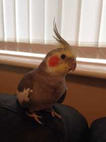 Lost Cockatiel