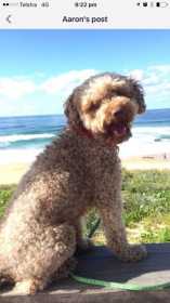 Lost Dog