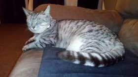Lost Cat