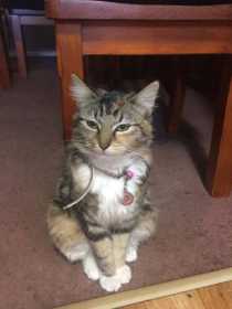 Lost Cat