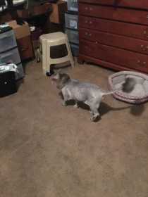 Lost Cat