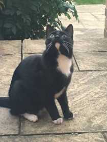 Lost Cat
