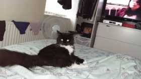 Lost Cat