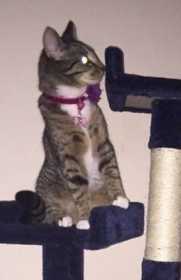 Lost Cat