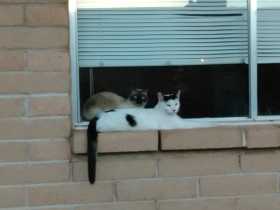 Lost Cat