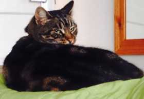 Lost Cat
