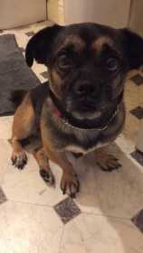 Lost Dog