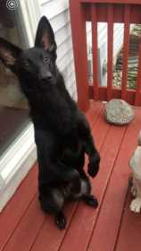 Lost Dog