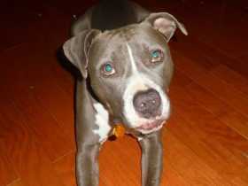 Lost Dog