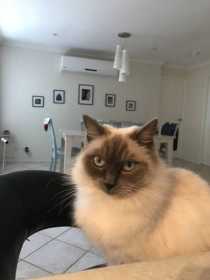 Lost Cat