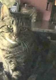 Lost Cat