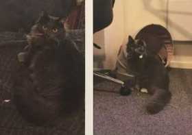Lost Cat