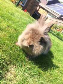 Lost Rabbit