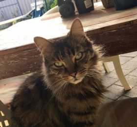 Lost Cat