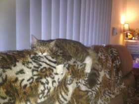 Lost Cat