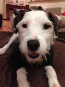 Lost Dog