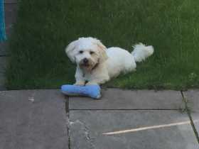 Lost Dog