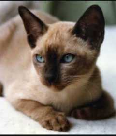 Lost Cat