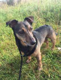 Lost Dog