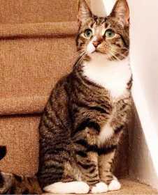 Lost Cat