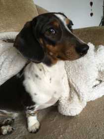 Lost Dog